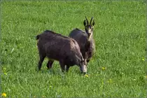 Tiefentspannt scheint diese Gamsherde am Jurabelchen zu sein, an genau diesem Ort nicht zum ersten Mal. Weder die Vorbeifahrt mit dem Auto und nicht einmal das Anhalten bringt sie aus der Ruhe, so dass mit nur m��igem Teleobjektiv fast ein Portrait m�glich ist. Um so erstaunlicher ist die niedrige Meeresh�he von nur 680 Metern Meeresh�he. Ifenthal, April 2019.