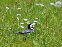 Eine Bachstelze auf Nahrungssuche in einem Hattinger Industriegebiet. (Mai 2019)