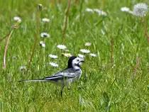 Eine Bachstelze auf Nahrungssuche in einem Hattinger Industriegebiet. (Mai 2019)