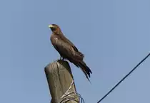 Ein schwarzer Milan ( Milvus migrans ) auf einem Strommast in Arba Minch ( �thiopien )  am 27.4.2019