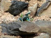 Eine Blaukehlagame ( Acanthocerus atricollis ) im Kaiserpalast von Gonder in thiopien am 22.4.2019