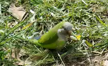 Ein M�nchssittich (Myiopsitta monachus) im Zitadellenpark von Barcelona, 19.04.2019.