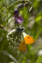 Pieridae, Aurorafalter (M�nnchen), Anthocharis cardamines, 04.05.2008, Oberbergen