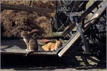 Mit Sonne auf dem Pelz lsst es sich auch neben einem Misthaufen gut aushalten. Katzen auf einem Bauernhof in Pommern. 11.05.2019