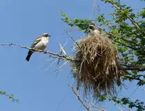 Mahali-Weberv�gel ( Plocepasser mahali ) an ihren Nest in einer Hotel Anlage In Abar Minch ( �hiopien ) am 1.5.2019
