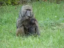 Eine Anubis Pavianmutter ( Papio anubis) mit ihrem Jungen in einer Hotelanlage im �thiopischen Abar Minch am 30.4.2019