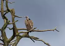 Ein Wei�r�ckengeier (Gyps africanus) im nord�thiopischen Gonder am 22.4.2019