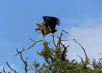 Ein Wei�r�ckengeier (Gyps africanus) im nord�thiopischen Gonder am 22.4.2019