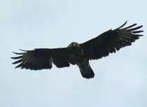 M�USEBUSSARD AUF BEUTESUCHE �BER HERDORF-SASSENROTH/KREIS AK
Dieser M�usebussard kreiste am 3.6.2019 mit andauerndem Rufen �ber mir bei der Kraxelei auf einen
Aussichtspunkt in HERDORF-SASSENRORTH/KREIS AK.....
Sch�tze mal,ich war in seinem Jagdrevier nicht so ganz willkommen....