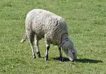 Schaf auf einer Weide bei Euskirchen - 07.04.2019