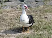 Warzenente am Rheinufer in Wesseling - 06.04.2019