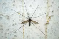 Eine Schnake macht an der Wand des Warteh�uschens an der Bahnhaltestelle Langkampfen Rast, 25.05.2019.