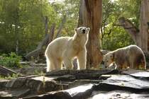 Eisbr Knut (im Hintergrund) mit Freundin Gianna (Kost und Logiegast aus Mnchen) im Berliner Zoo. Foto:04.10.2009