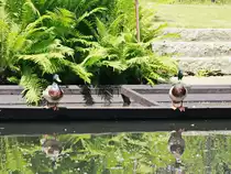 Spalier stehen auf einen Kahn in der Hauptspree nahe L�bben am 12. Juni 2019.