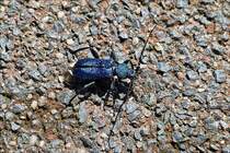 Blauvioletter Scheibenbock aufgenommen in unserem Garten. Juni 2019