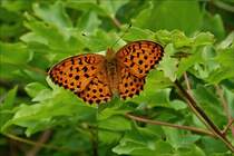 Brombeer-Perlmuttfalter, aufgenommen inder Hecke nahe unserm Garten.  Juni 2019