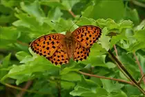 Brombeer-Perlmuttfalter, aufgenommen inder Hecke nahe unserm Garten.  Juni 2019