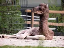 Junges Dromedar. Berliner Zoo. Foto:10.04.2009