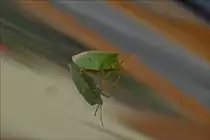 Gr�ne Stinkwanze spiegelt in der Frontscheibe eines Wagens.  Juni 2019