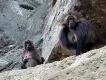 Dschelada oder Blutbrustpaviane nahe Gonder im Norden �thiopiens am 26.4.2019