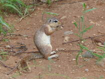 Ein Graufuhrnchen ( Heliosciurus gambianus ) in sdthiopischen Turmi am 29.4.2019