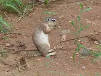 Ein Graufu�h�rnchen ( Heliosciurus gambianus ) in s�d�thiopischen Turmi am 29.4.2019