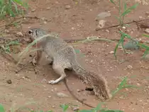 Ein Graufu�h�rnchen ( Heliosciurus gambianus ) im  s�d�hiopischen Turmi am 29.4.2019