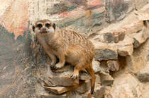 Aufgenommen im Affen und Vogelpark Eckenhagen. Am 17.6.2019.