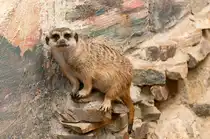 Aufgenommen im Affen und Vogelpark Eckenhagen. Am 17.6.2019.