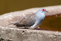 Das Diamanttubschen nimmt ein Sonnenbad. Aufgenommen am 17.6.2019.