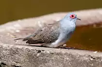 Das Diamantt�ubschen nimmt ein Sonnenbad. Aufgenommen am 17.6.2019.