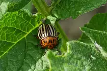 Kartoffelk�fer mit gutem Appetit, gesehen am 18.06.2019.