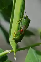 Gr�nes Stinkwanzen P�rchen gesehen bei der Paarung auf einer Erbsenschotte.  Juni 2019