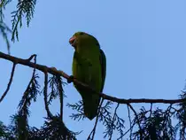 Ein Taranta Bergpapagei in Lalibela ( �thiopien ) am 24.4.2019