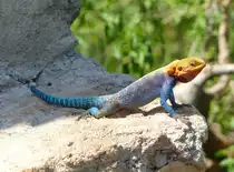Eine m�nnliche Siedleragame ( Agama agama ) in der Emerald Lodge in Arba minch ( �tiopien ) am 1.5.2019