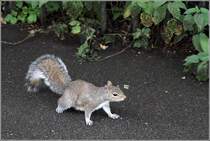 Grauhrnchen, gesehen in den Kensington Gardens in London am 11.06.2019.