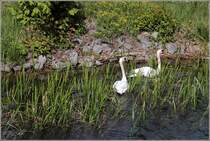 Hckerschwne im Oberwasser des Schiffshebewerks Niederfinow. 13.05.2019