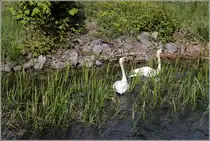 H�ckerschw�ne im Oberwasser des Schiffshebewerks Niederfinow. 13.05.2019