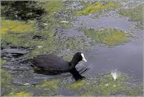 Blsshuhn, gesehen im Long Water der Kensington Gardens in London am 11.06.2019.