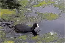 Bl�sshuhn, gesehen im Long Water der Kensington Gardens in London am 11.06.2019.