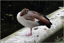 Nilgans in Schlafstellung, gesehen in den Kensington Gardens in London am 11.06.2019.