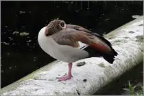 Nilgans in Schlafstellung, gesehen in den Kensington Gardens in London am 11.06.2019.