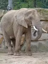 Ein S�dafrikanischer Steppenelefant oder auch Kapelefant Anfang April 2017 im Zoo Dresden.