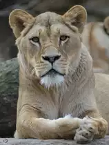 Im festen Blick einer aufmerksamen L�win. (Dresden, April 2017)