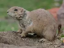 Ein Pr�riehund Anfang April 2017 im Zoo Dresden.