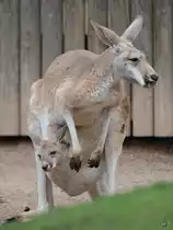 Ein Rotes Riesenk�nguru mit Nachwuchs war Anfang April 2017 im Zoo Dresden zu sehen.