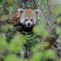 Ein Roter Panda hoch im Ge�st. (Dresden, April 2017)