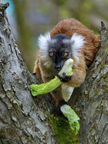 Ein Roter Vari geniet seinen frischen Salat. (Dresden, April 2017)