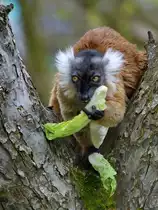 Ein Roter Vari genie�t seinen frischen Salat. (Dresden, April 2017)