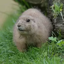 Ein Pr�riehund Anfang April 2017 im Zoo Dresden.